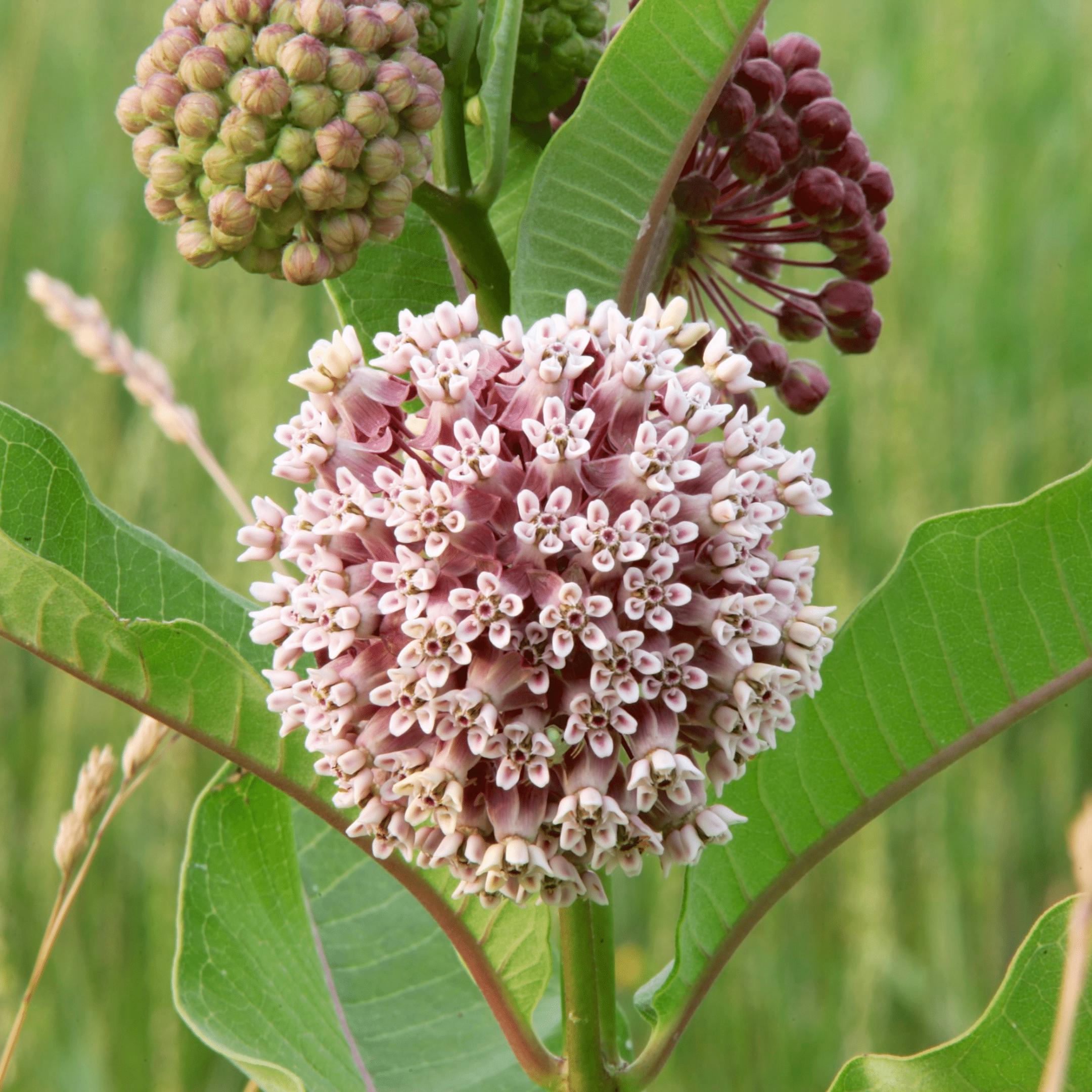 Milkweed Common - Ontario Seed Company