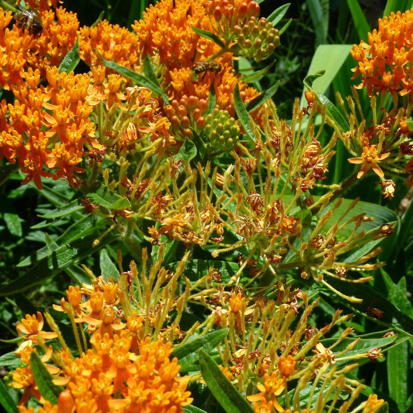 Milkweed Pleurisy Root - Salt Spring Seeds