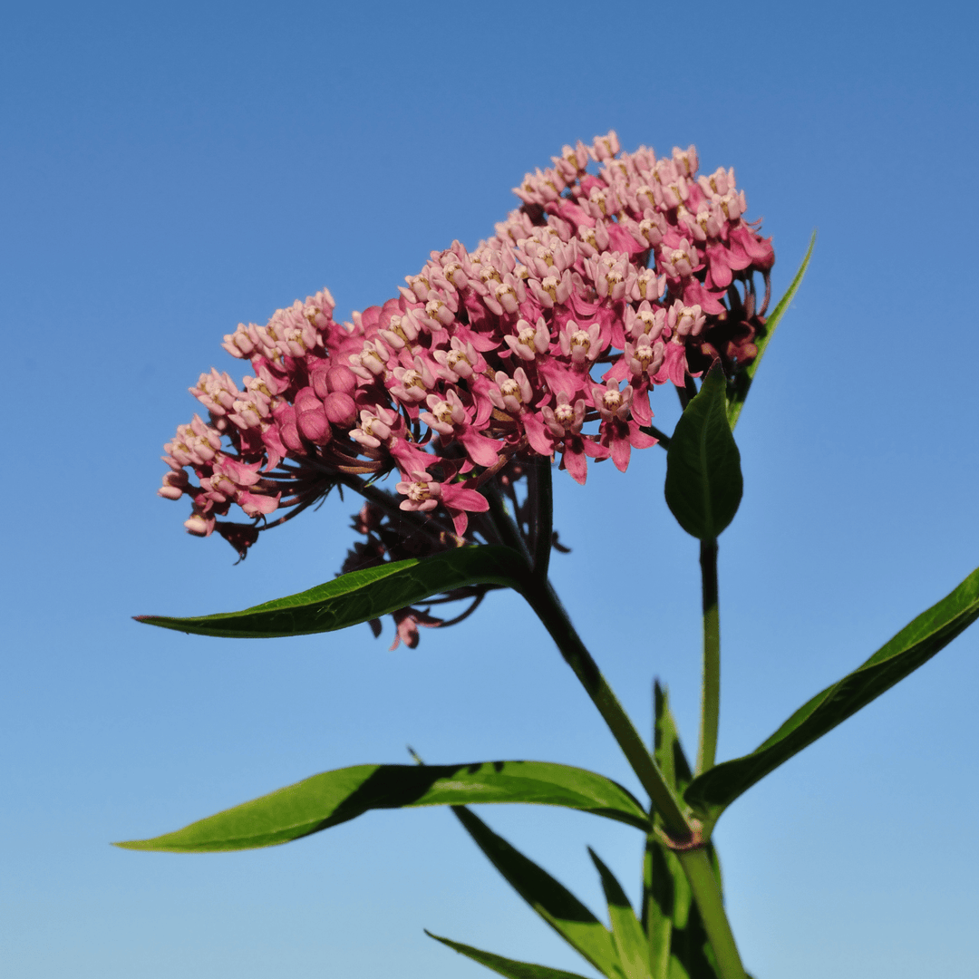 Milkweed Red Swamp - Ontario Seed Company