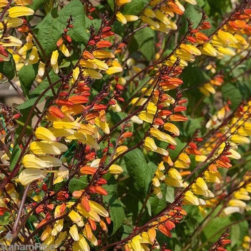 Mina Lobata - Mr. Fothergill's Seeds RHS