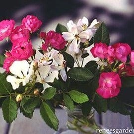 Miniature Rose Angel Wing - Renee's Garden Seeds