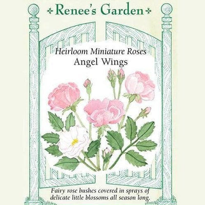 Miniature Rose Angel Wing - Renee's Garden Seeds