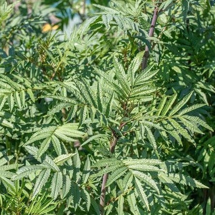 Mint Peruvian Black Huacatay - West Coast Seeds