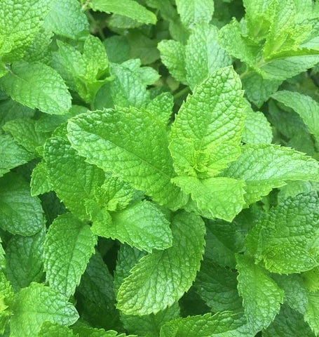 Mint Spearmint  - West Coast Seeds