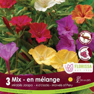 Mirabilis Jalapa - Mix, 3 Pack