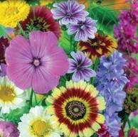 Mixed Flowers Old Fashion - Burpee Seeds