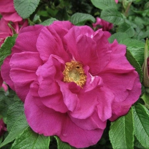 Rosa Rugosa – Wildwood Outdoor Living