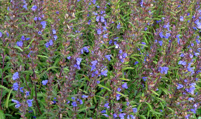 Dracocephalum Blue Dragon - Salt Spring Seeds