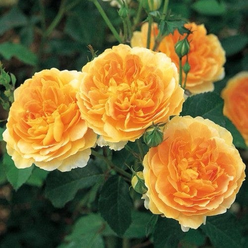 Molineux - David Austin Rose