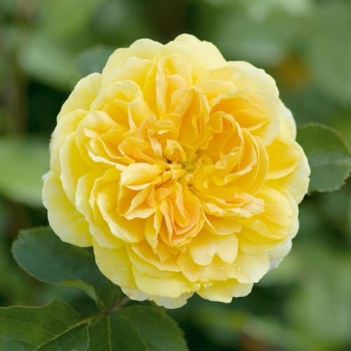 Molineux - David Austin Rose