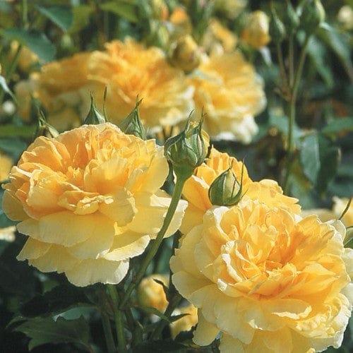 Molineux - David Austin Rose