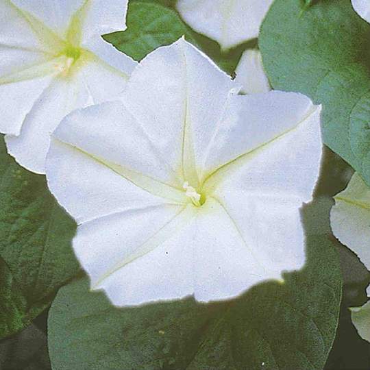 Moonflower - McKenzie Seeds