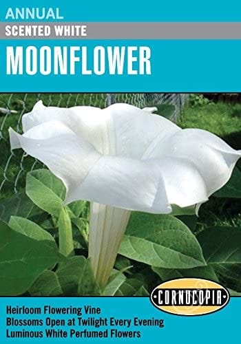 Moonflower Scented White - Cornucopia Seeds