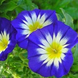 Heirloom Blue Ensign