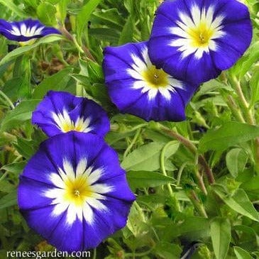 Heirloom Blue Ensign