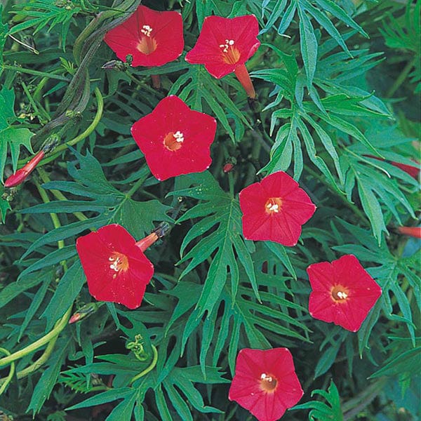 Morning Glory Cypress Vine - Mr. Fothergill's Seeds