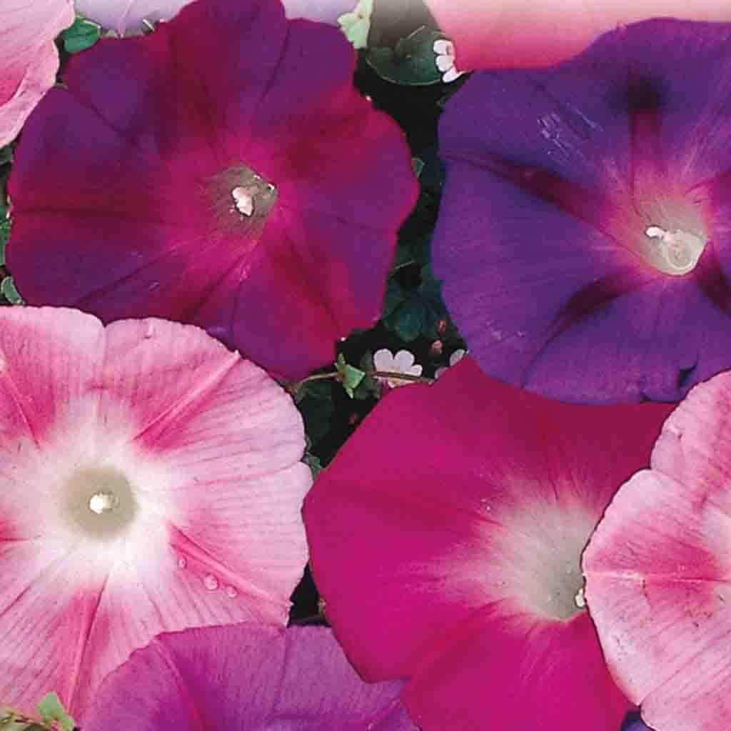 Morning Glory Early Call Mixed - McKenzie Seeds 
