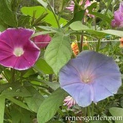 Morning Glory Early Call - Renee's Garden Seeds