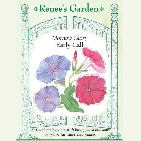 Morning Glory Early Call - Renee's Garden Seeds