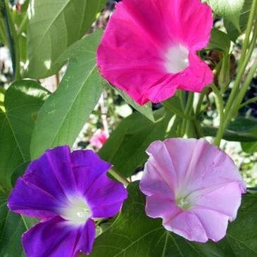 Morning Glory Early Call - Renee's Garden Seeds