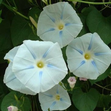 Morning Glory Glacier Star - Renee's Garden Seeds