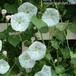 Morning Glory Glacier Star - Renee's Garden Seeds