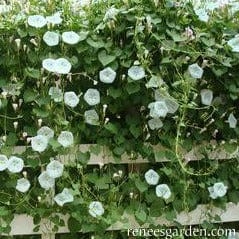 Morning Glory Glacier Star - Renee's Garden Seeds