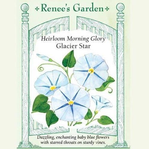 Morning Glory Glacier Star - Renee's Garden Seeds