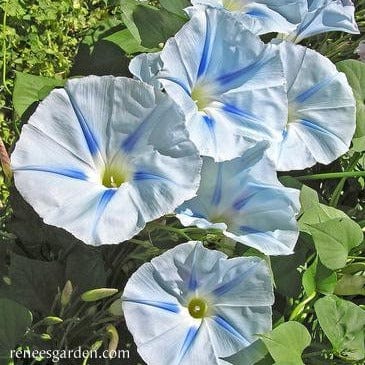 Morning Glory Glacier Star - Renee's Garden Seeds