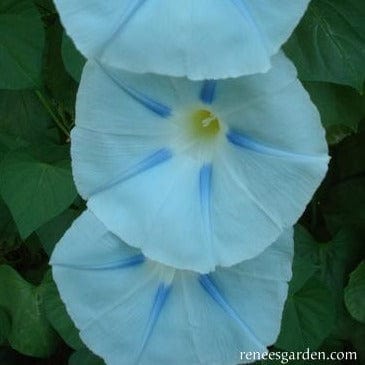 Morning Glory Glacier Star - Renee's Garden Seeds