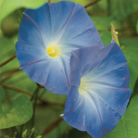 Morning Glory Heavenly Blue - Burpee 