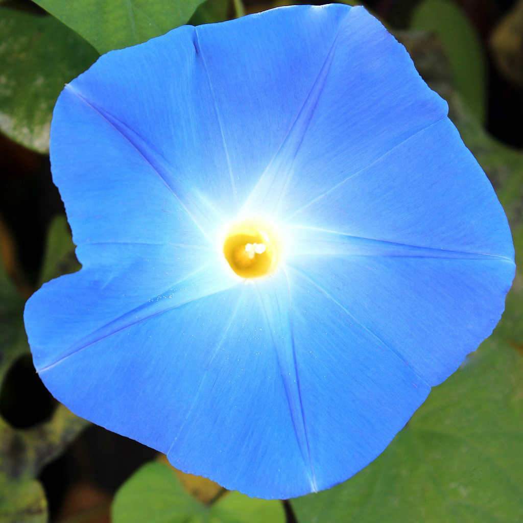 Morning Glory Heavenly Blue - McKenzie Seeds  