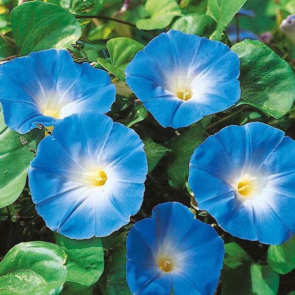 Morning Glory Heavenly Blue