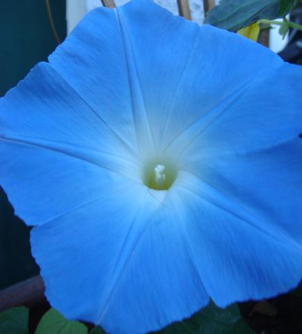 Morning Glory Heavenly Blue - West Coast Seeds