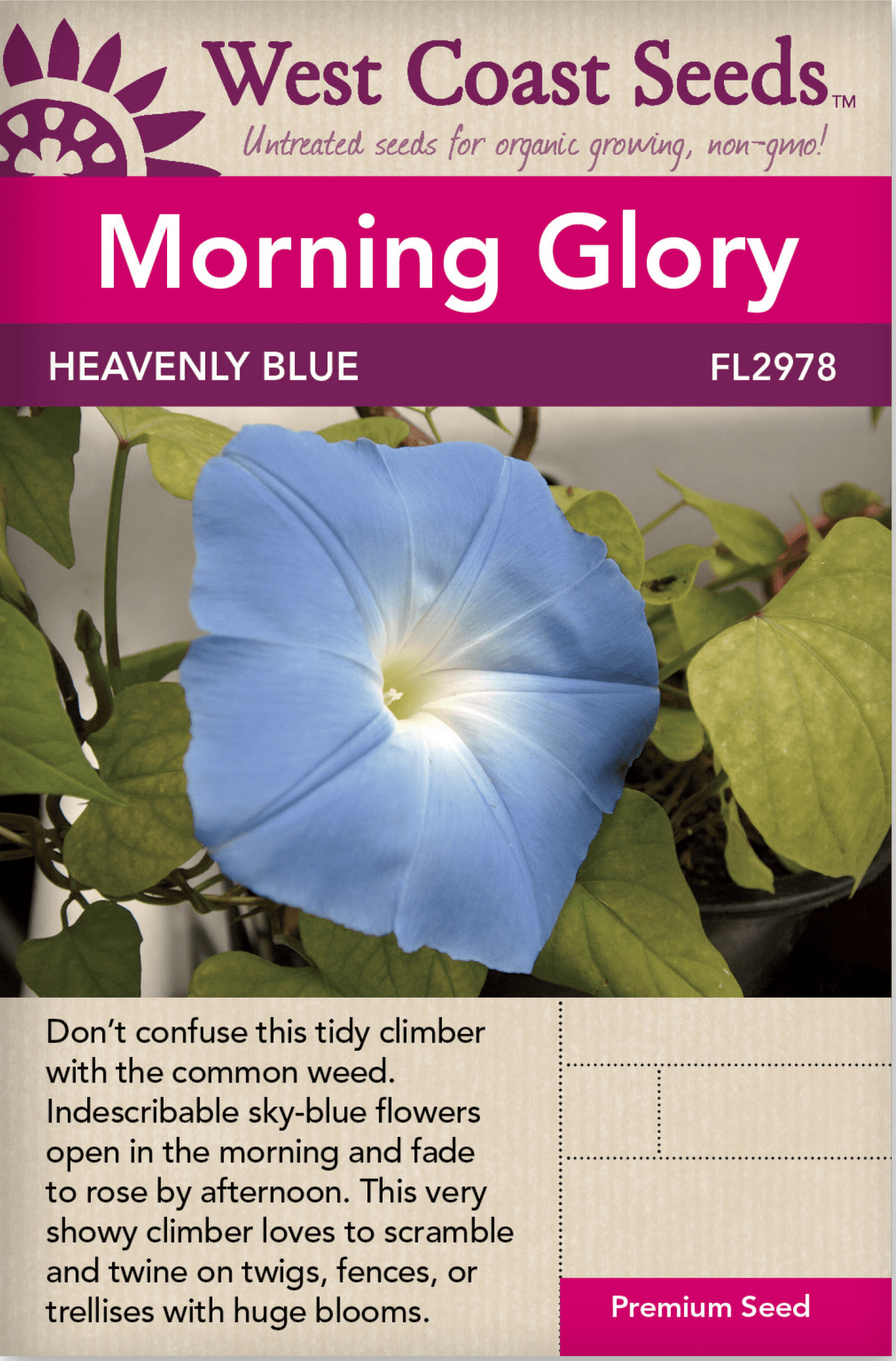 Morning Glory Heavenly Blue - West Coast Seeds