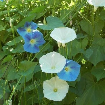 Morning Glory Mailbox Mix - Renee's Garden Seeds