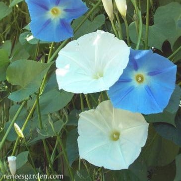 Morning Glory Mailbox Mix - Renee's Garden Seeds