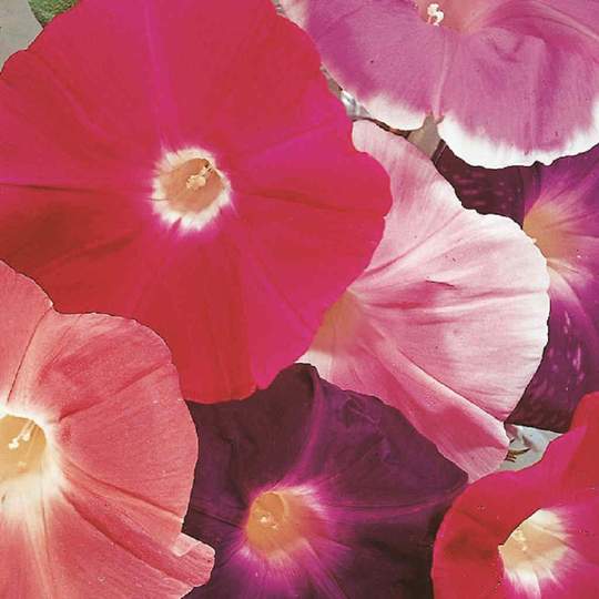 Morning Glory Mix Jumbo Pack - McKenzie Seeds – Wildwood Outdoor