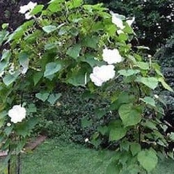 Heirloom Flowering Vine Fragrant Moonflower