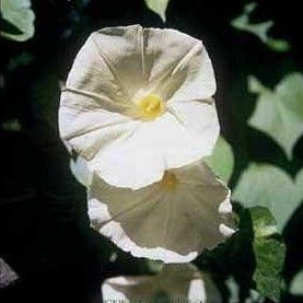 Heirloom Flowering Vine Fragrant Moonflower