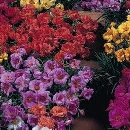 Moss Rose Double - Cornucopia Seeds
