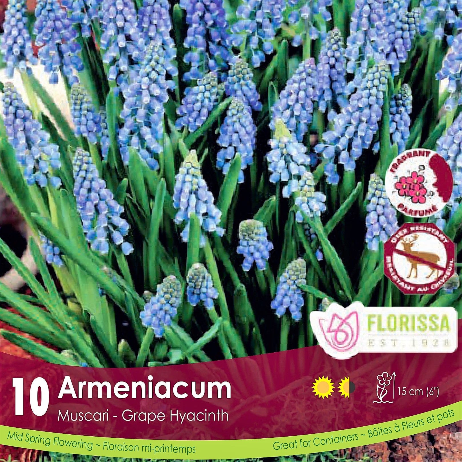 Muscari Armeniacum 