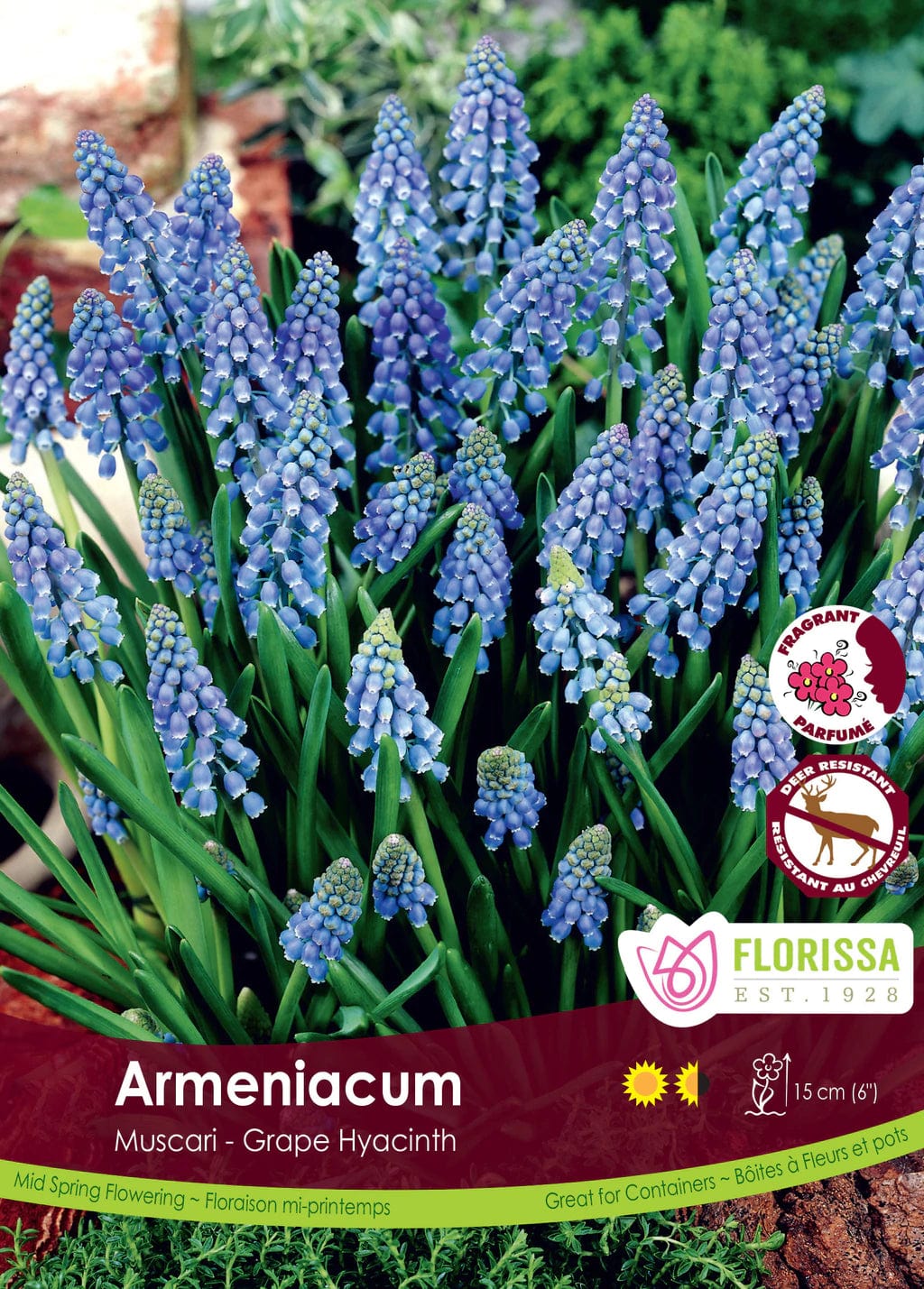 Muscari - Armeniacum, BONUS 40 Pack