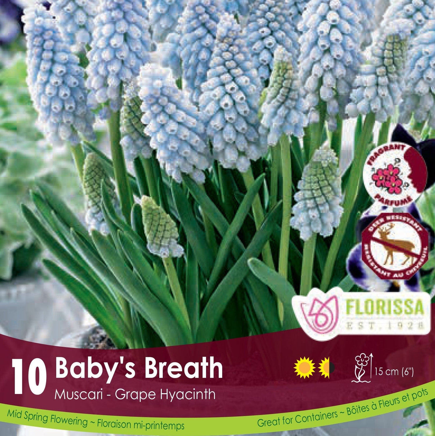 Muscari Baby's Breath