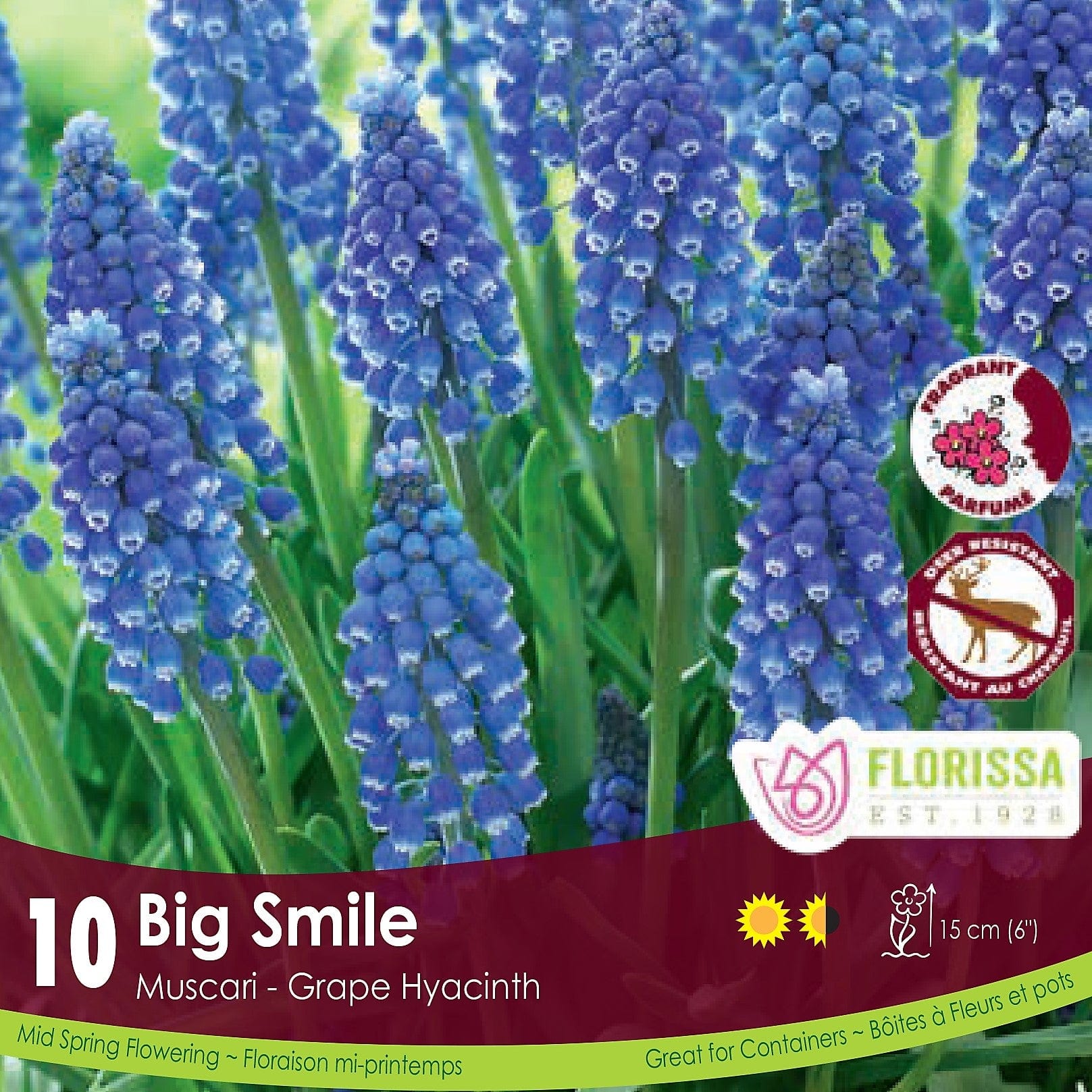 Muscari Big Smile