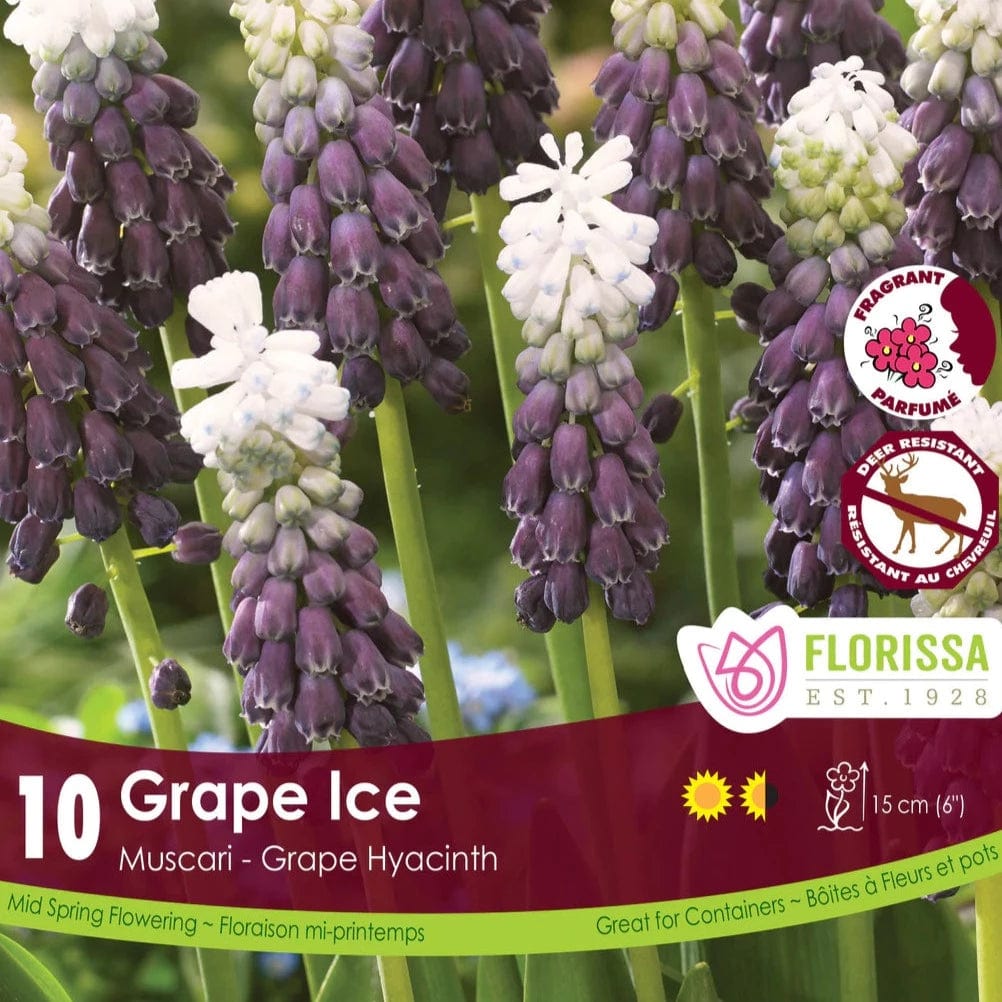 Muscari - Grape Ice, 10 Pack