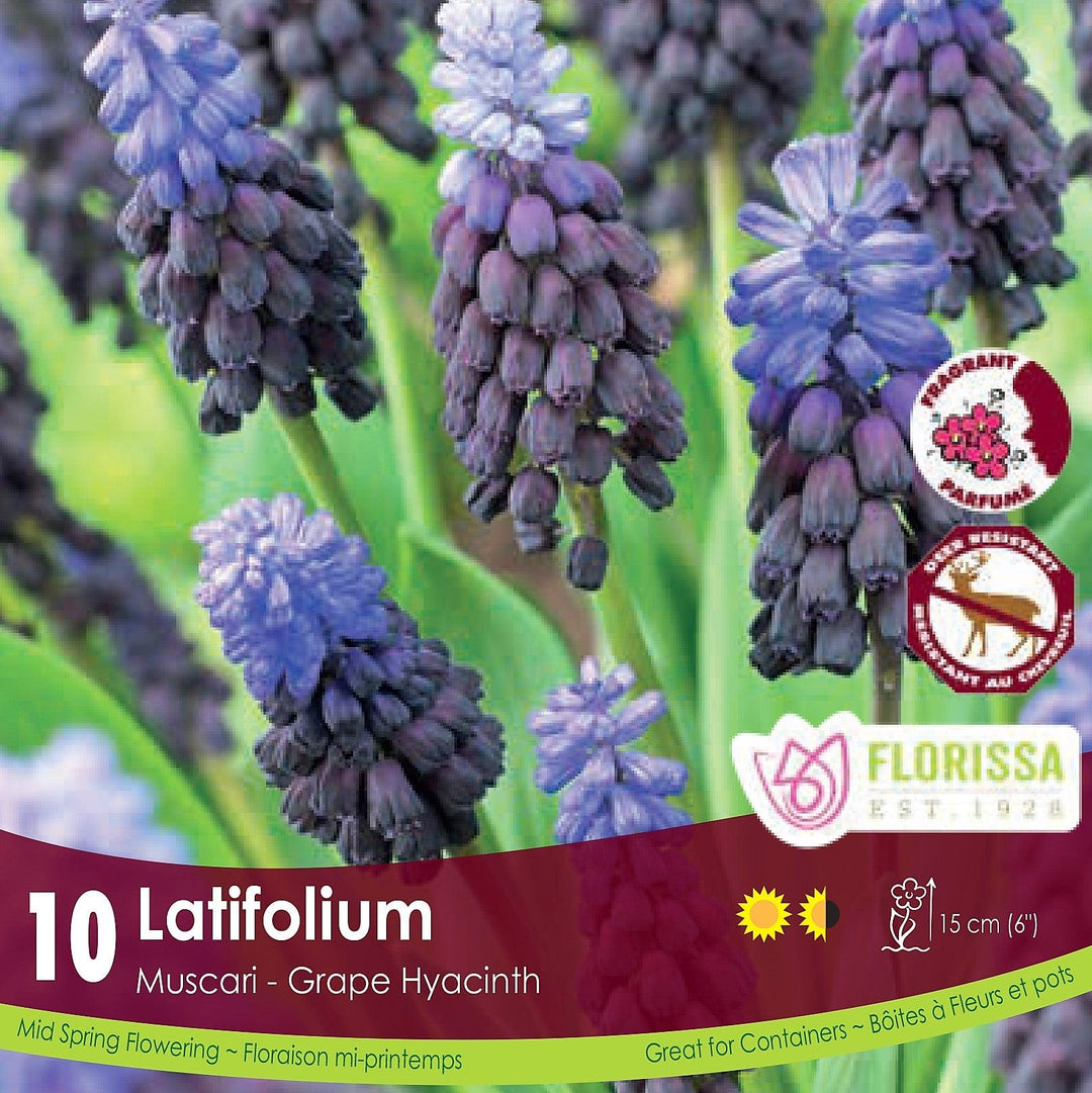 Muscari Latifolium 