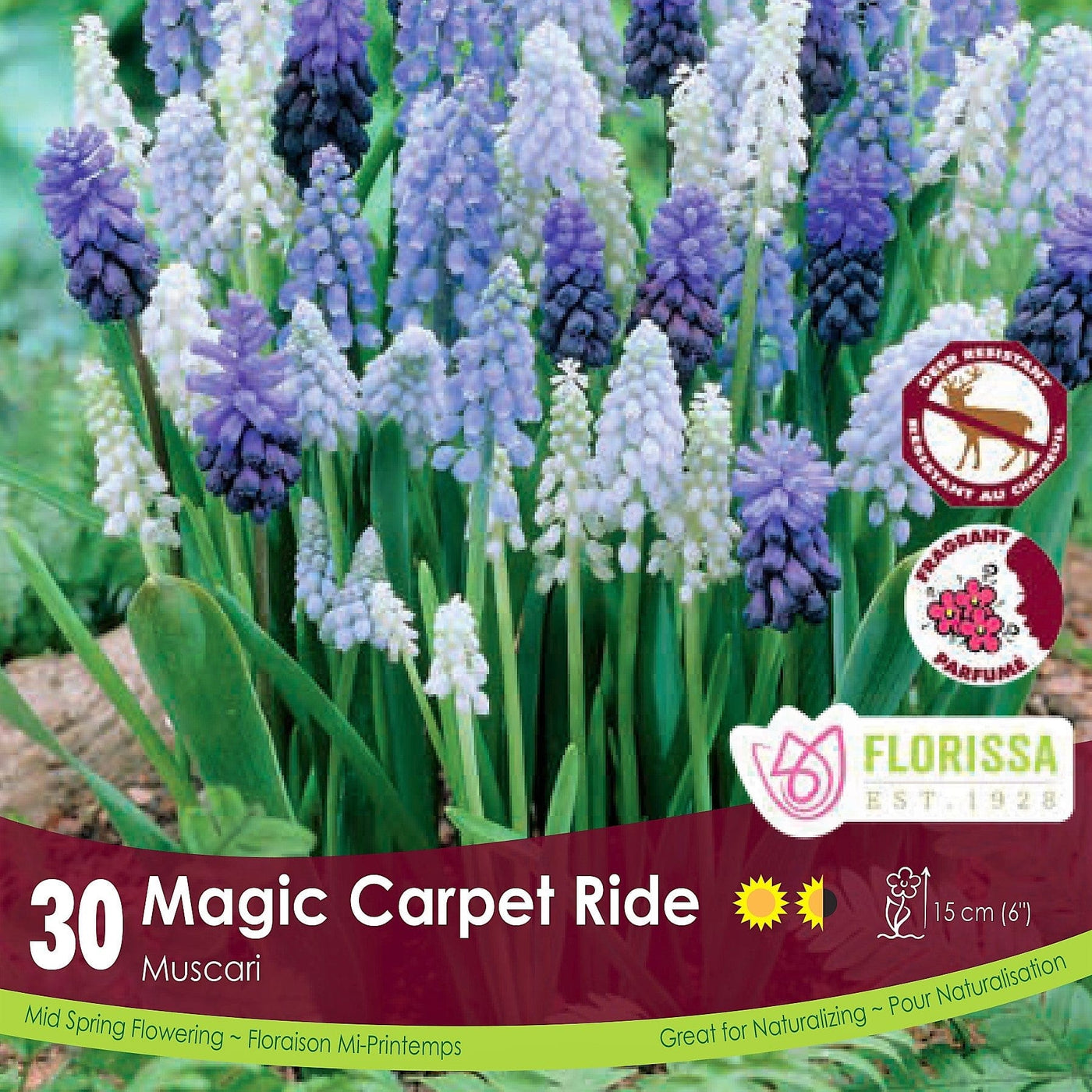 Muscari - Magic Carpet Ride, Colourful Companions, 30 Pack