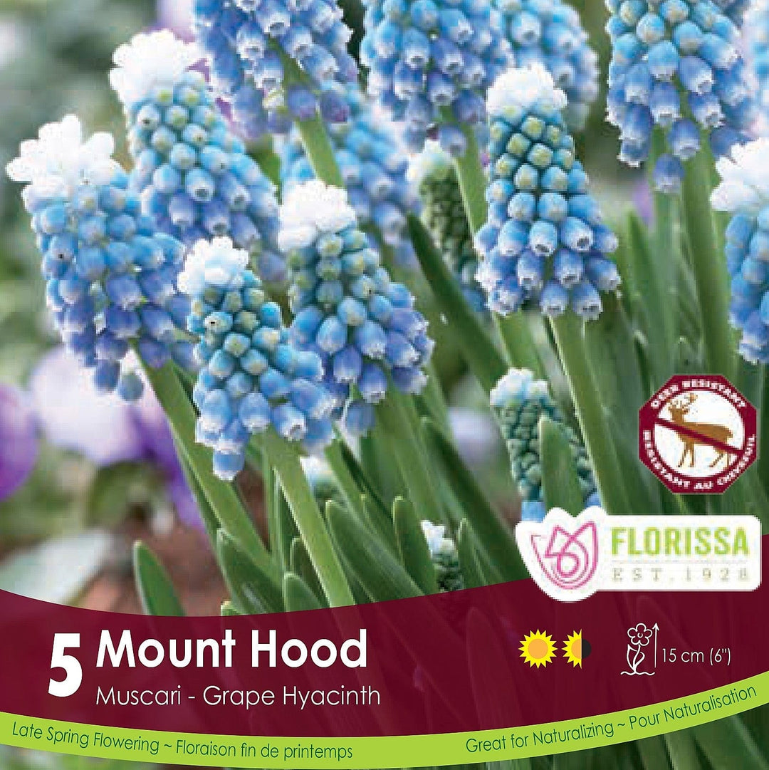 Muscari Mount Hood 