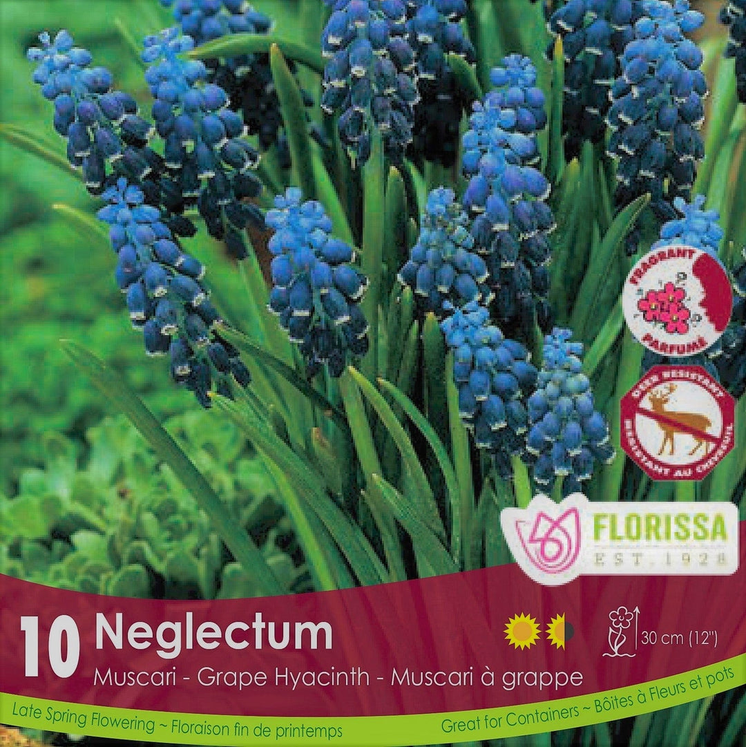 Muscari Neglectum